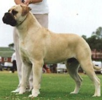 Aust. CH Oldworld Sampson - Owned by J Sellars