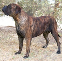 Aust. CH Bullmighty Maid In XS - Owned by B Dawson