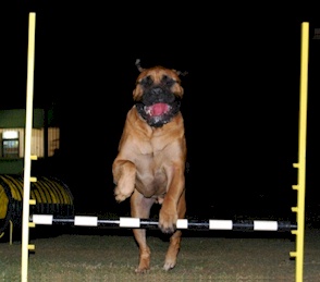 Click here to launch our Agility Photo Gallery