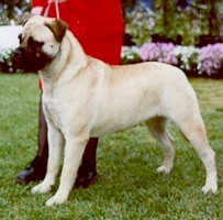 Bullmarvel Aphrodite - Owned by H Marley & D Duncan