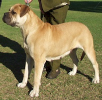 Aust. CH Bullmaster Takenby Storm - Owned by Bullmaster Kennels