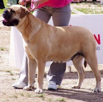Aust. CH Nightpower Xtra Special - Owned by Bullmaster Kennels